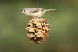 Caregiver in Northbrook IL: Creating a Birdwatching Garden