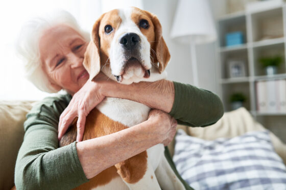 Senior Home Care Wilmette, IL: Seniors and Service Animals 